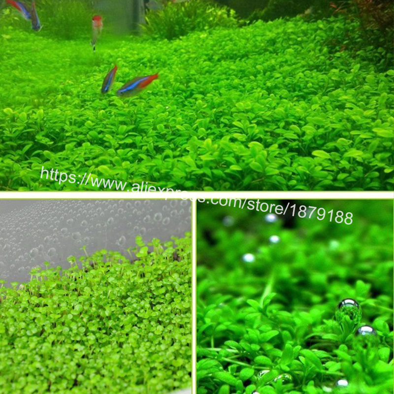 Bibit Rumput Air Dekorasi Aquarium Landscape Ornament Small Fescue