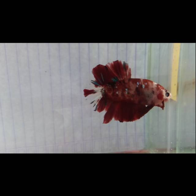 

Ikan Cupang Red Koi Galaxy