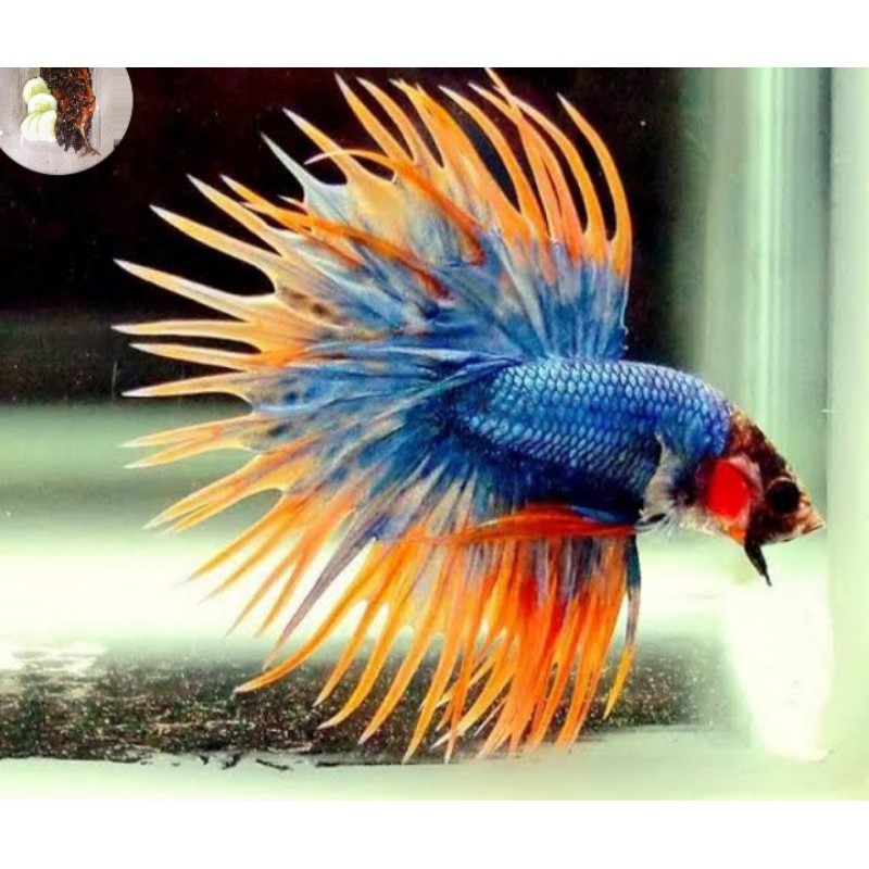 ikan cupang crowntail/CT maskot ikan cupang lomba/contes