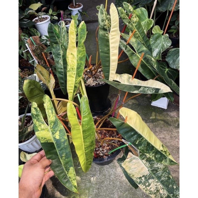 bibit bonggol philodendron billietiae varigata kabel busi variegata philo