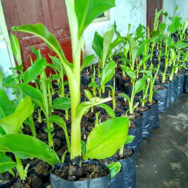 

Bibit pisang ambon mini