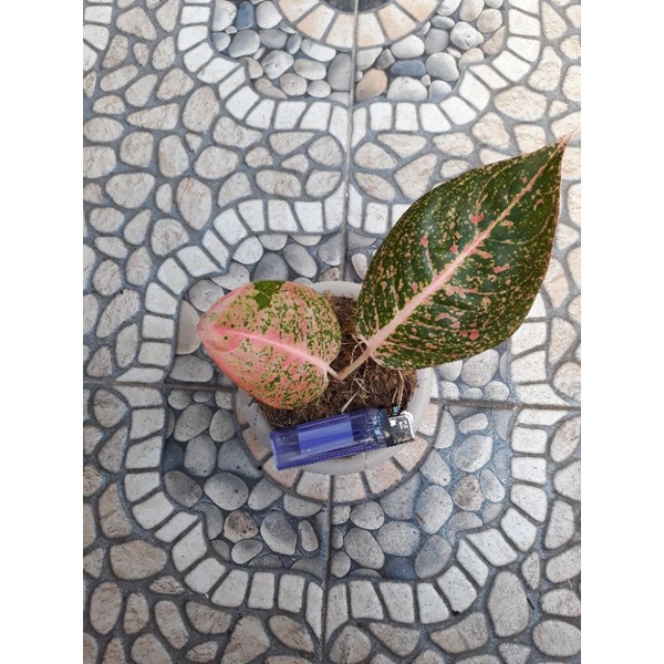 Aglonema Shinta Baby