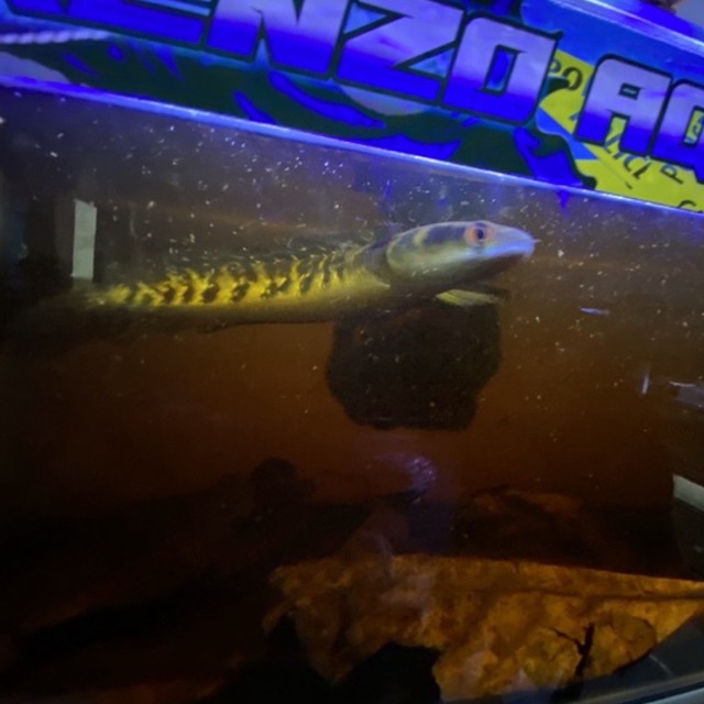 yellow maru 14-16 dan 11-13  (garansi bar rapi/simet )