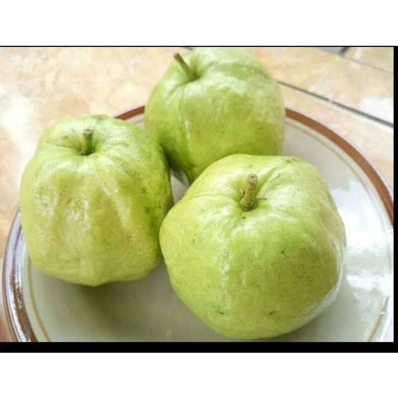 

jambu kristal fres