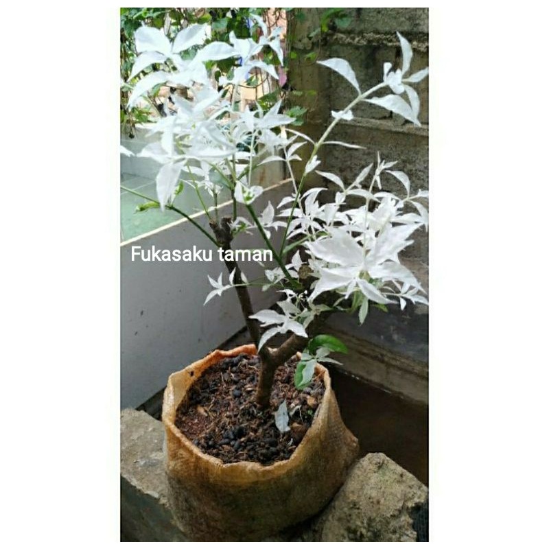 bibit anting putri salju |  bonsai anting putri salju
