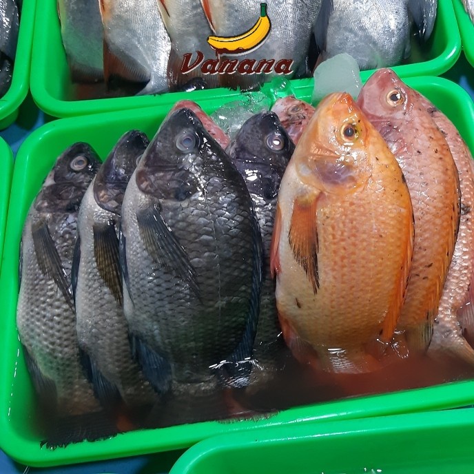 

Ikan nila 1/2kg (500g)