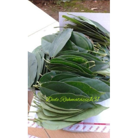 

Daun cincau Jeli segar 250gr