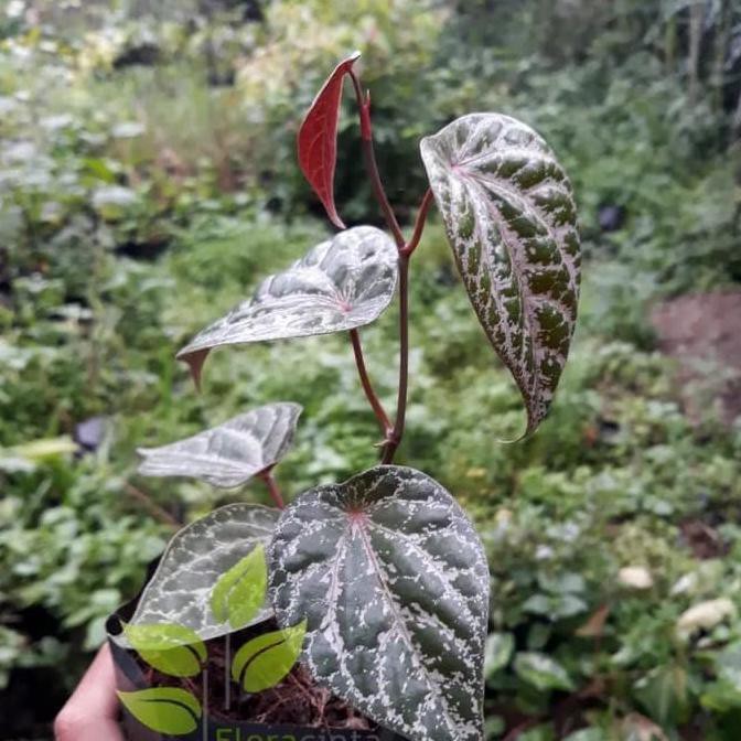 Tanaman sirih merah/ tanaman herbal sirih merah