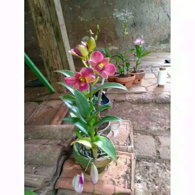 Tanaman hias anggerek yg sudah berbunga-marikago tanaman