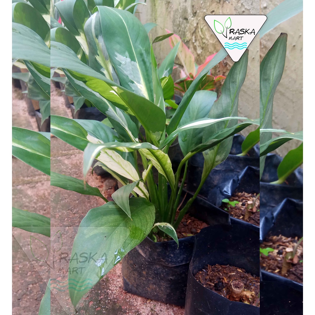 Tanaman Sepatu filum varigata / Bunga Sepatu Varigata