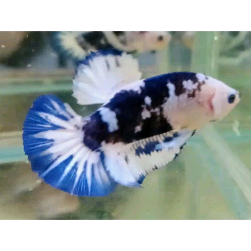 ikan cupang blue panda sesuai foto real pict