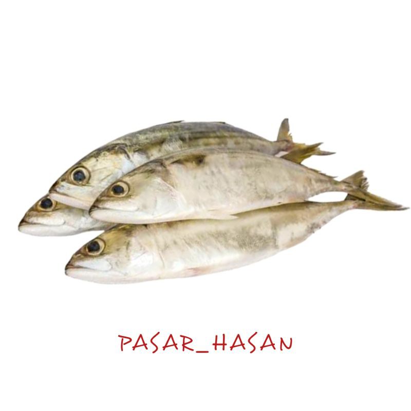 

PASAR HASAN | 500gr Ikan Kembung / Ikan Gembung | Sayur Online | Ikan Segar