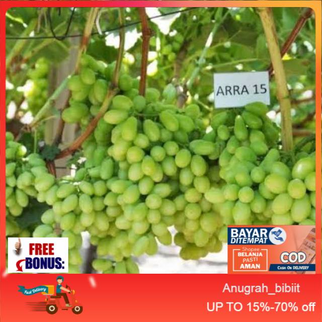 Bibit anggur import ARRA 15