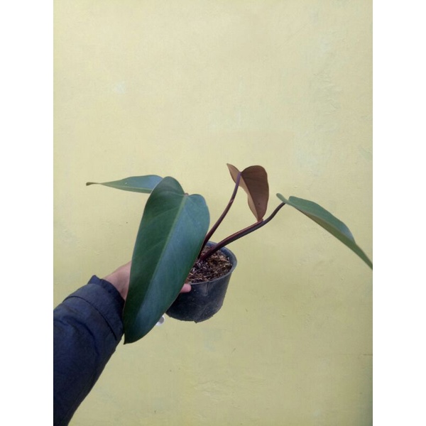 philodendron black majesty..bukan darklord