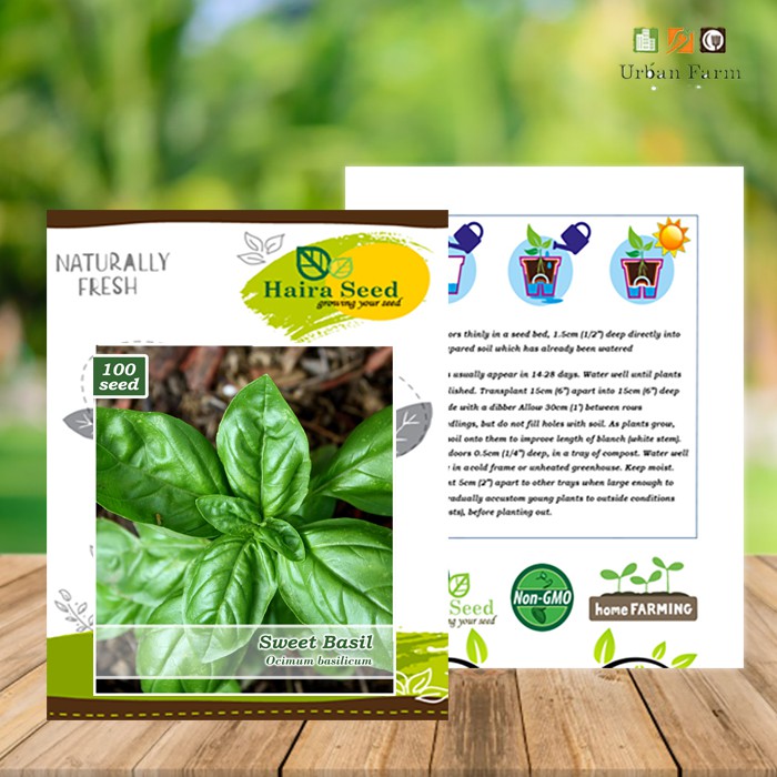 Benih-Bibit Herb Sweet Basil (Haira Seed)