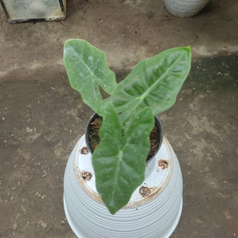 alocasia sanderiana