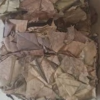 

JAMU TERMURAH DAUN SUKUN KERING / KETIMBUL / TIMBUL 500 GRAM