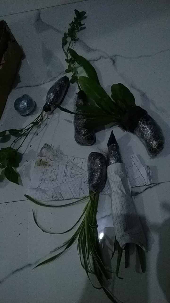 Tanaman Bunga Wijaya Kusuma Putih