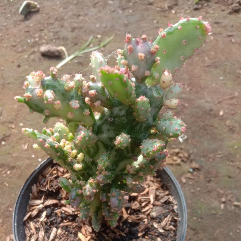 Kaktus Opuntia Vulgaris Variegata