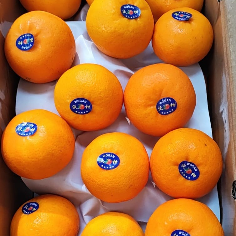 Jeruk Honey Wokam Wogam Wogan Mandarin Orange 1 buah
