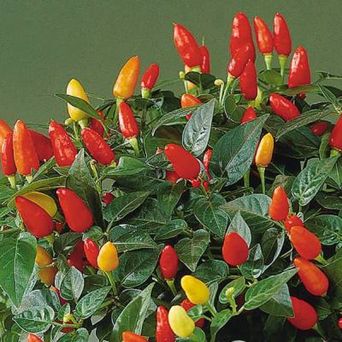 10 Tabasco Pepper for Tabasco Sauce 