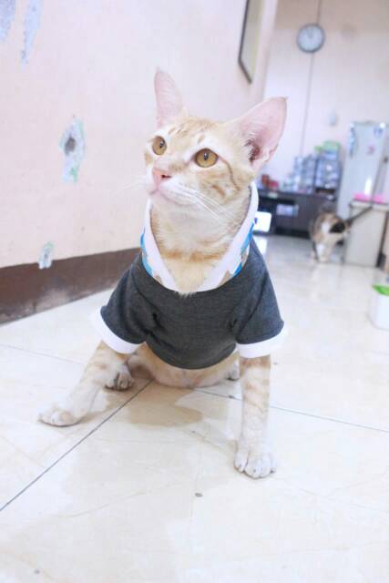 Kaos hoodie abu-abu tua lucu untuk kucing dan anjing / baju kucing murah size S M L XL