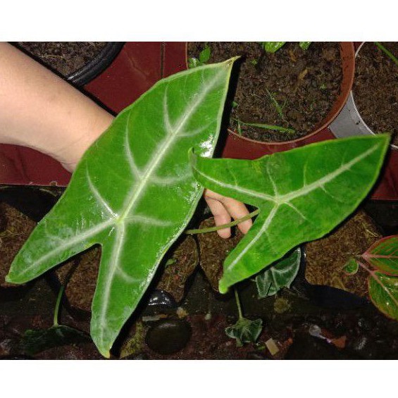 alocasia longiloba