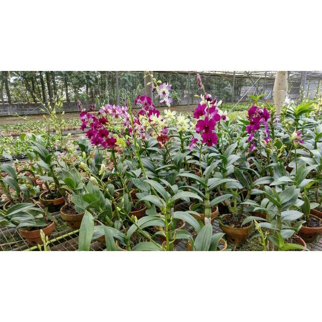 Paket Anggrek Promo Khusus Reseller