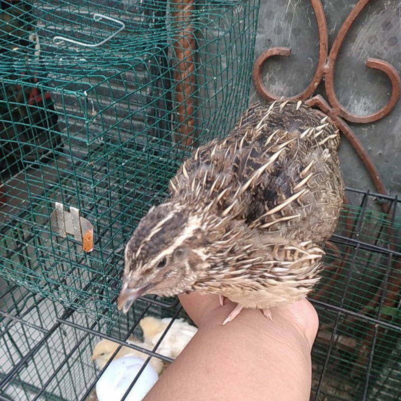 burung puyuh bertelor