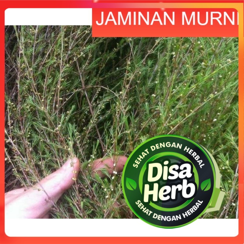 

DAUN JUNGRAHAB / UJUNG ATAP BUBUK 100 GRAM - Baeckea Frutescens - MURNI - JSR - REMPAH