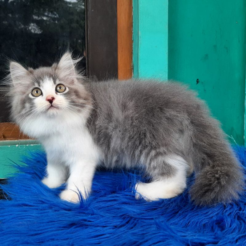 Kucing Persia Kitten Bigbone Bulu Kapas Mix Mainecoon
