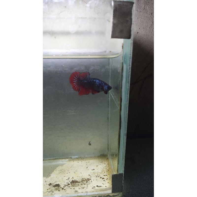 anakan cupang samurai & avatar size s male