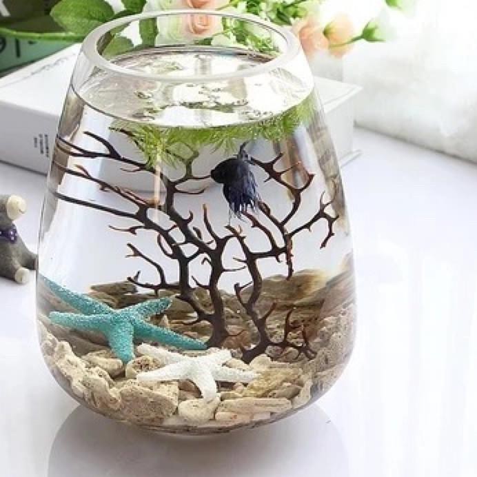 Model Baru ✢ Aquarium Akuarium Kecil Unik / Aquarium Mini Ikan Cupang / Aquarium Minimalis / Aquariu