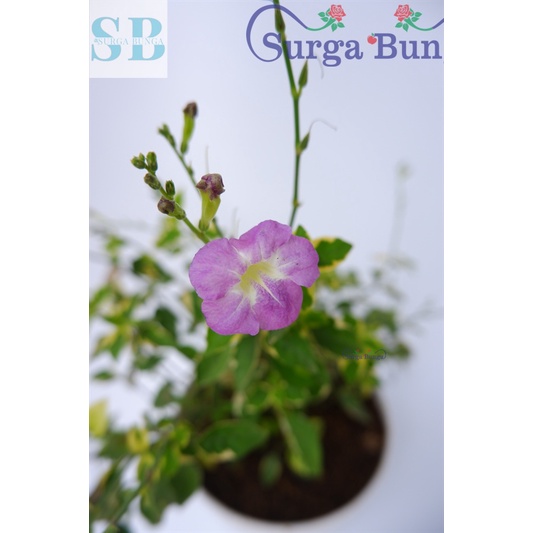 Tanaman Hias Torenia Varigata Bunga Pink