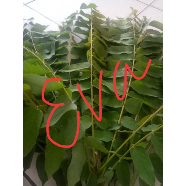 

Daun ceneneng segar 1 kg