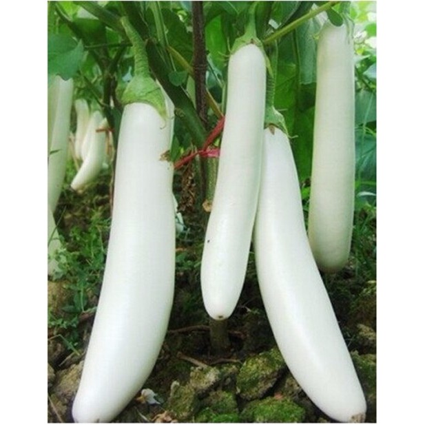 Biji Terong Putih/  Benih Sayur Terong Putih Kania F1