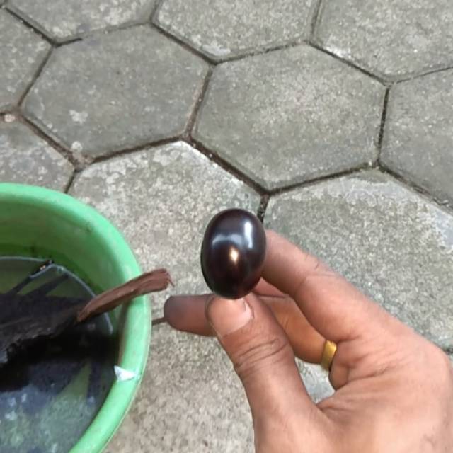 Mata cincin galih asem gandul ngurak jumbo makam mbah bendeyet bukn zamrud ruby star jalasutra