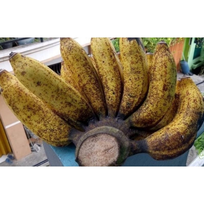 

PISANG RAJA SEREH 1 SISIR/BUAH PISANG RAJA SEREH FRESH