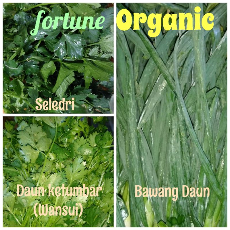

KETUMBAR Coriander (Wansui), SURAWUNG KEMANGI BASIL, KUCAI, BAWANG DAUN, CABE RAWIT, SEREH SERAI, SELEDRI, ARUGULA ROCKET (BUMBU)