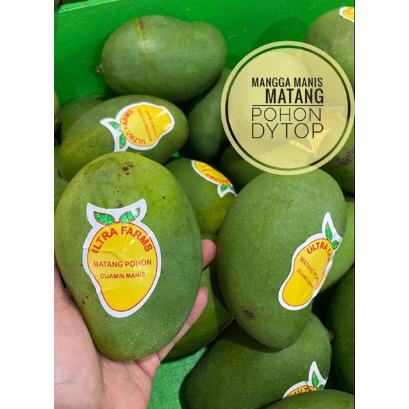 Buah Mangga Cherry Matang Pohon Fresh Manis