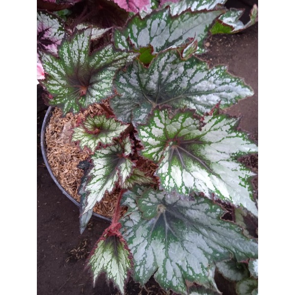 Begonia keong hijau batik