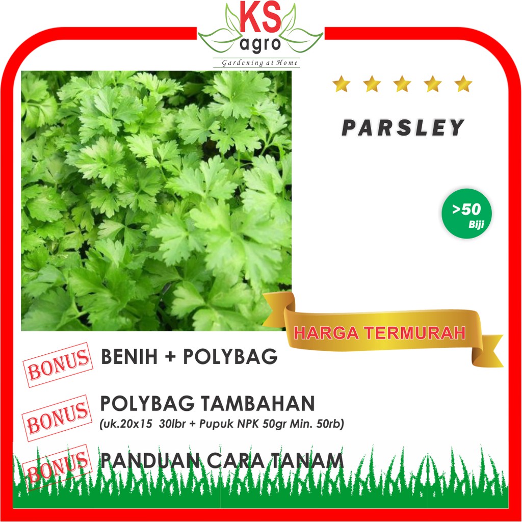 BENIH PARSLEY BIBT SAYURAN UNGGUL