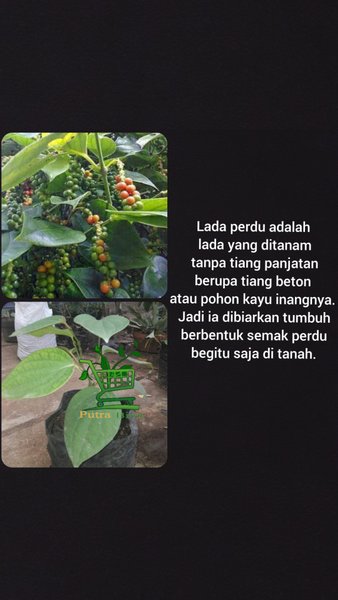 Bibit Lada Perdu - Sahang Perdu - Pohon Merica Hitam - Tanaman Herbal