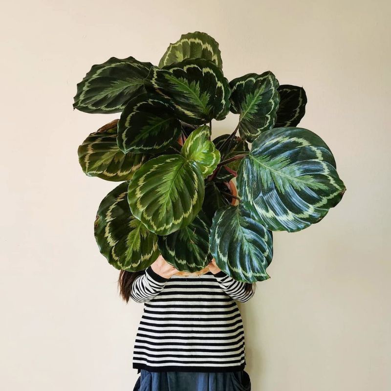 Calathea medalion import