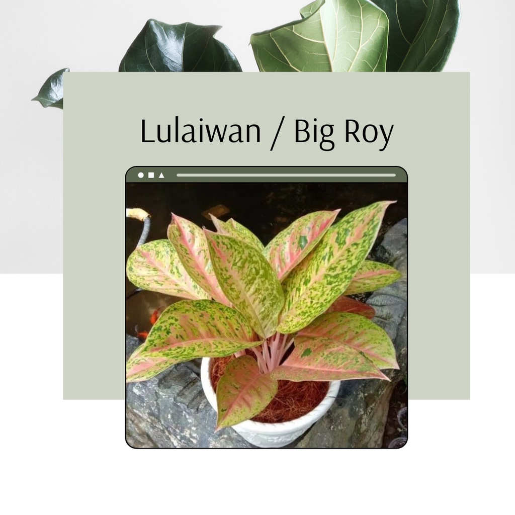 Tanaman Hias Aglonema Lulaiwan Big Roy Bibit Bunga Aglonema Lulaiwan Big Roy dewasa