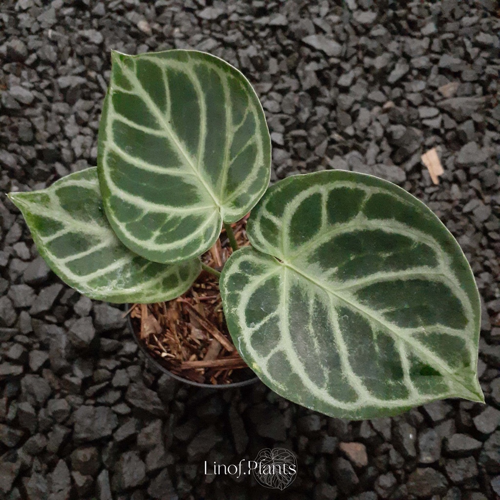 Tanaman Hias Baby Anthurium Kuping Gajah Dorayaki Silver Mangkok not Papillilaminum / Forgetii