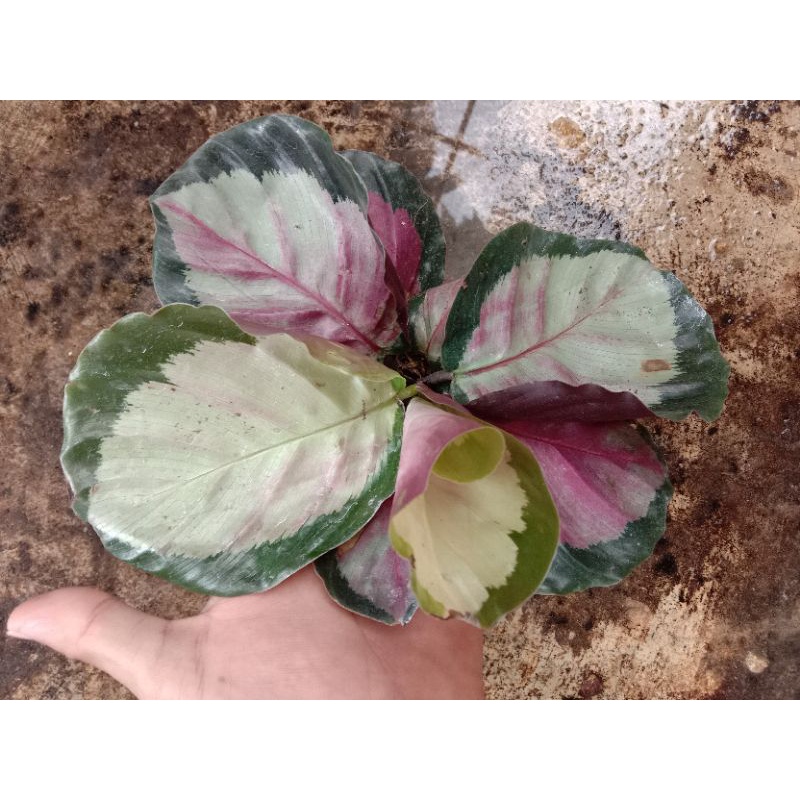 Jual Calathea Crimson Jessy Shopee Indonesia