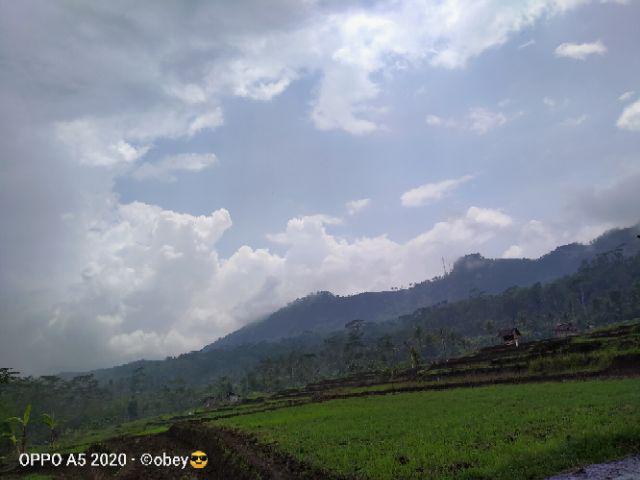 Bmb Ok Bswart Batik Hrb026 Kenongo Hem Pendek Padi Pekalongan M L Xl Batik Pria Murah Modern Grosir