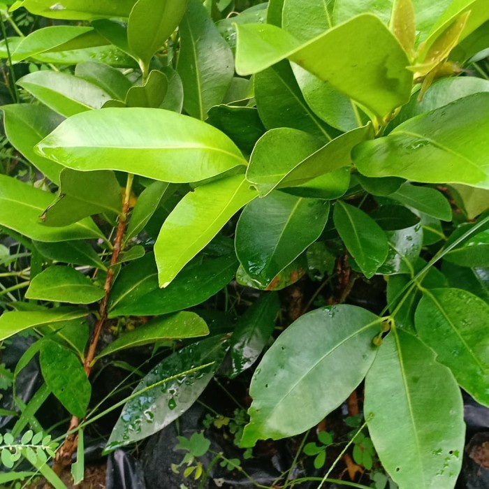 PROMO BIBIT BUAH JAMBU AIR BIRA PAPUA LANGKA BUAH MERAH MERONA 5