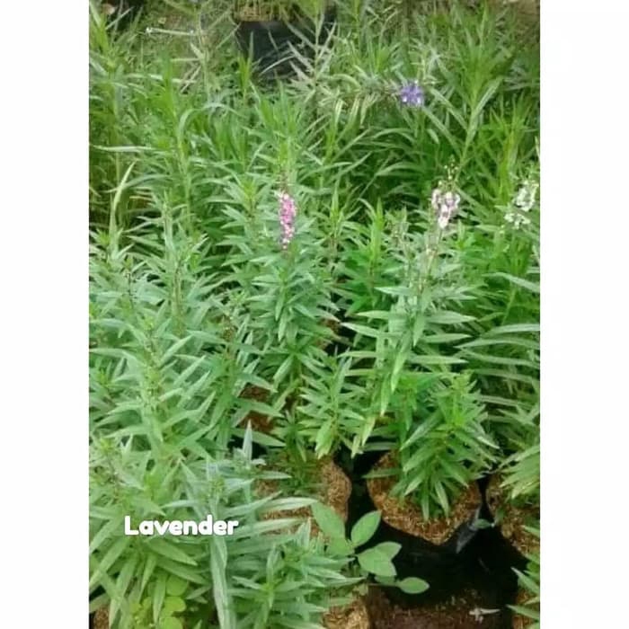 paket 20 tanaman hias lavender / tanaman hias pengusir nyamuk